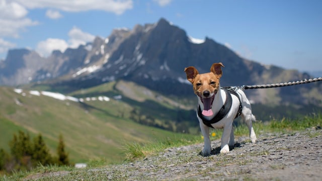 Ein Hund in den Bergen. Ein Hund in den Bergen.