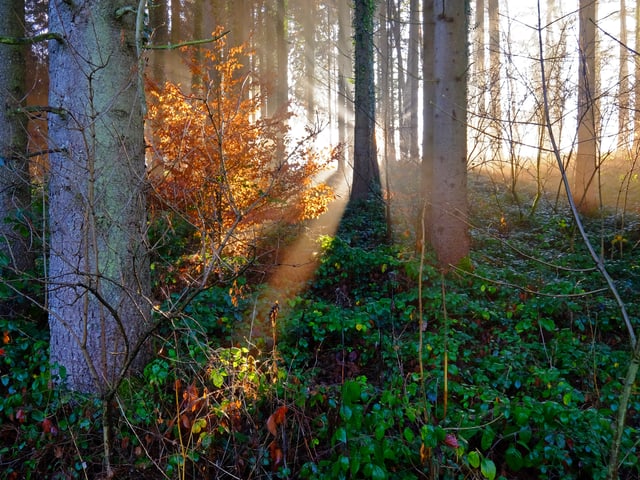 Die Sonnenstrahlen scheinen zwischen den Bäumen hindurch.