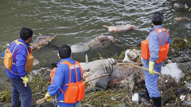 Männer fischen tote Schweine aus dem Fluss Männer fischen tote Schweine aus dem Fluss