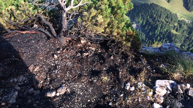 Verbrannter Stamm einer Föhre, teil einer mit Steinen begrenze Feuerstelle Verbrannter Stamm einer Föhre, teil einer mit Steinen begrenze Feuerstelle