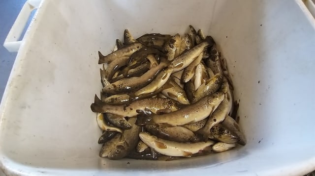 Tote Forellen in einem weissen Eimer. Tote Forellen in einem weissen Eimer.