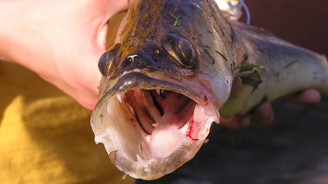 Ein Fisch, von einer Hand gehalten, schaut mit offenem Maul zum Betrachter