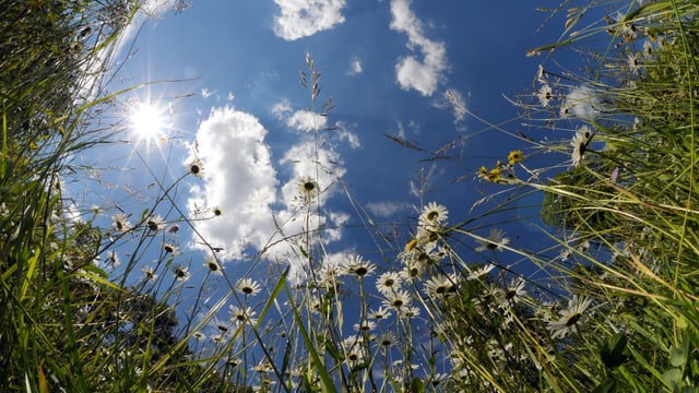 Blick vom Boden aus in den blauen Himmel, das in einer Blumenweise mit Margriten und Gräsern.