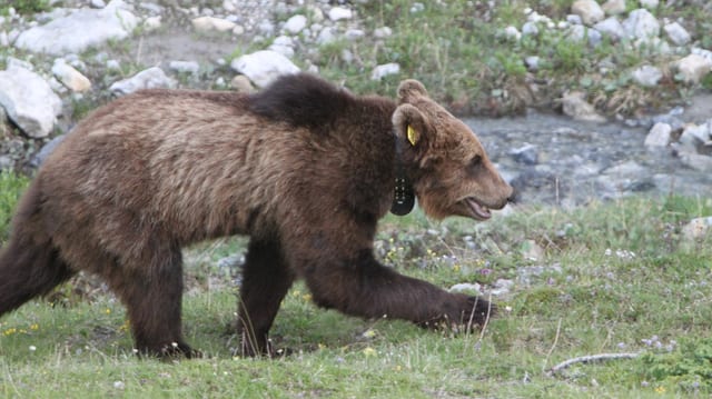 En il Trentino è la populaziun da l'urs danovamain creschida. En il Trentino è la populaziun da l'urs danovamain creschida.