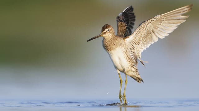 Ein Vogel mit ausgebreiteten Flügeln. Ein Vogel mit ausgebreiteten Flügeln.