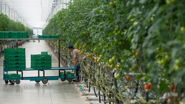 Tomatenanbau in Gewächshaus Tomatenanbau in Gewächshaus
