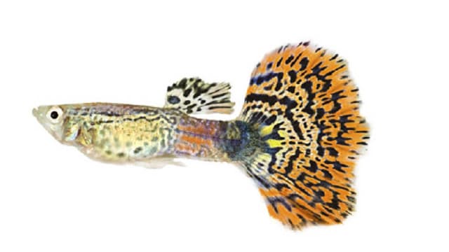 Die Bedürfnisse von Zierfischen Die Bedürfnisse von Zierfischen