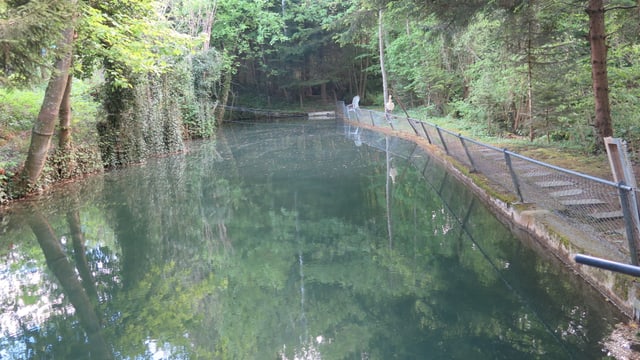 Weiher Weiher