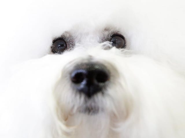 Nahaufnahme des Gesichts eines Hundes der Rasse Bichon Frisé. Nahaufnahme des Gesichts eines Hundes der Rasse Bichon Frisé.