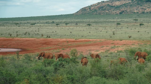Elefanten auf der Zugfahrt von Mombasa nach Nairobi Elefanten auf der Zugfahrt von Mombasa nach Nairobi