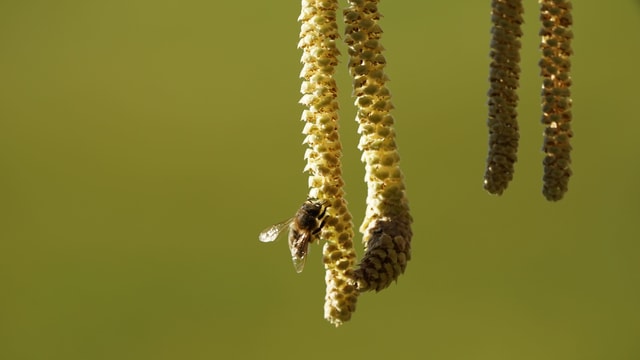 Eine Biene an Haselblüten. Eine Biene an Haselblüten.