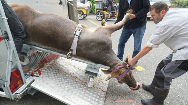 Kuh auf einem Transporter Kuh auf einem Transporter