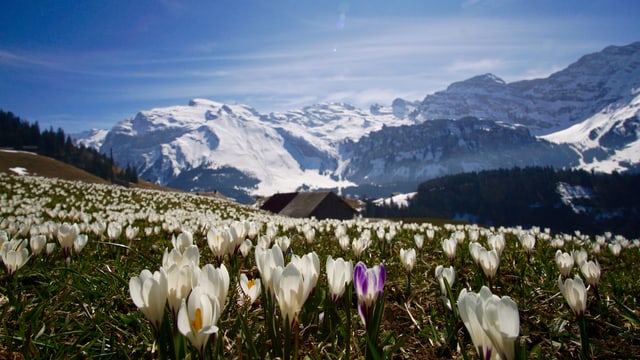 Krokusse auf einer Bergwiese ob Engelberg. Krokusse auf einer Bergwiese ob Engelberg.