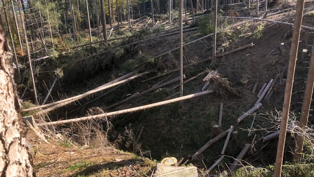 Umgeworfene Fichten in einem Bachtobel Umgeworfene Fichten in einem Bachtobel