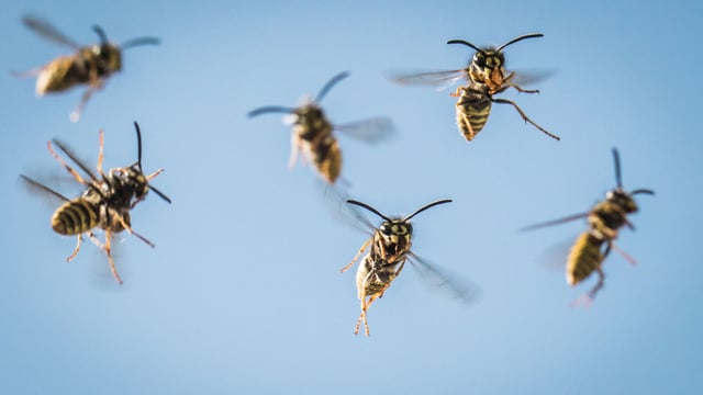 Mehrere Wespen fliegen Mehrere Wespen fliegen