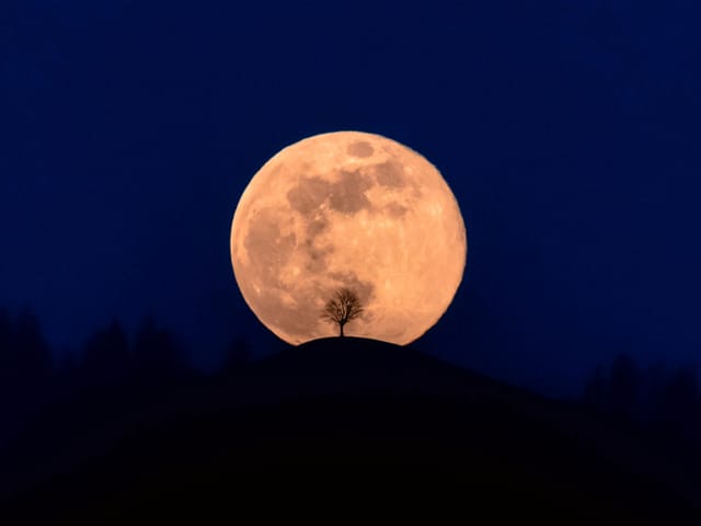 Vollmond hinter einem einzelnen Baum.