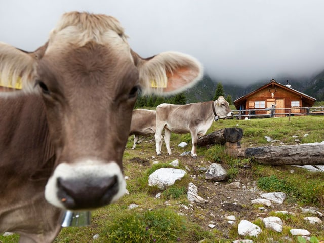Natur Tiere Zuchter Wollen Gluckliche Kuhe Aber Bitte Ohne Horner Wissen Srf