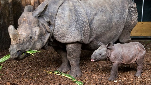 Mutter Nashorn mit dem kleinen. Mutter Nashorn mit dem kleinen.