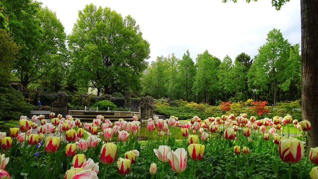 Farbige Tulpen im Rosengarten in Bern Farbige Tulpen im Rosengarten in Bern