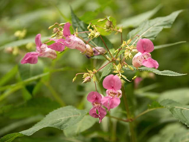 Drüsiges Springkraut mit rosa Blüten.