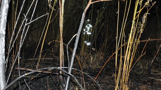 Ein Feuerwehrmann im abgebrannten Schilf Ein Feuerwehrmann im abgebrannten Schilf
