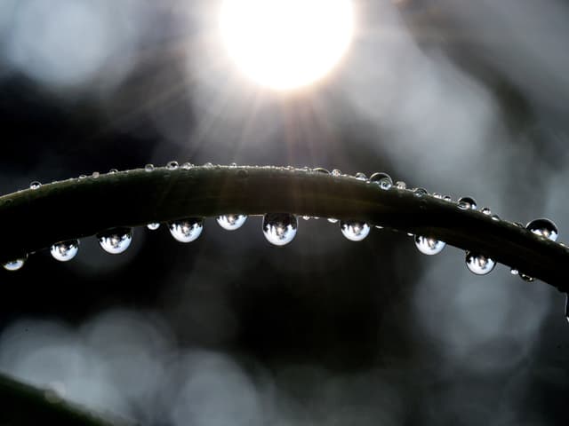 Grashalm mit Wassertropfen im Sonnenschein.
