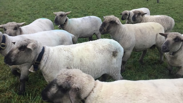 Tierverkehrsdatenbank für Schafe und Ziegen