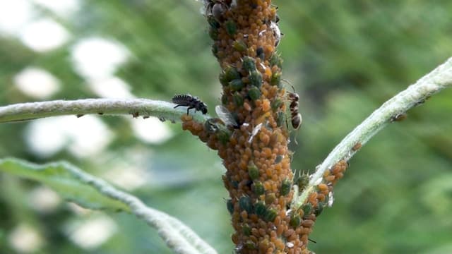 Grüne und orange Blattläuse, dicht gedrängt auf einem Zweig, mit Ameise und Marienkäferlarve