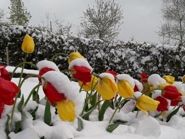 Tulpen bedeckt mit zwei Zentimeter Neuschnee