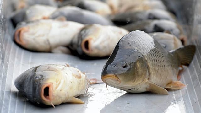 Einige tote Fische liegen in einem Becken. Einige tote Fische liegen in einem Becken.