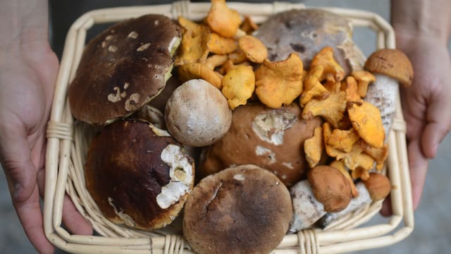 Ein Körbchen mit Pilzen Ein Körbchen mit Pilzen