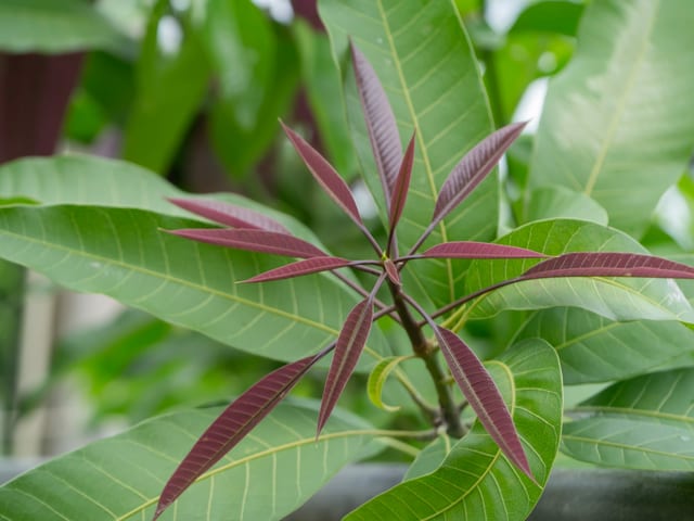 Mangobaum Mangobaum