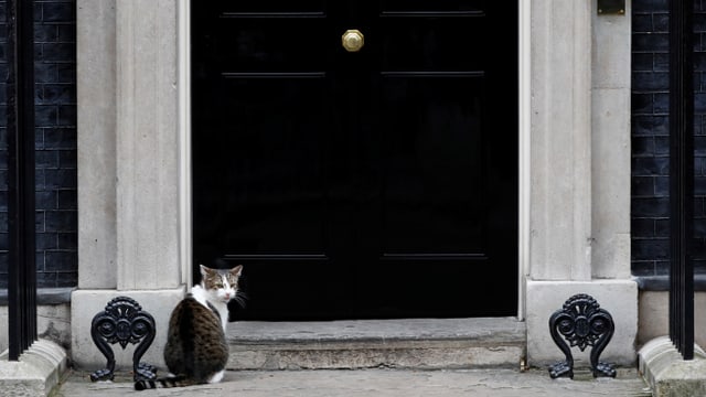 Katze vor der Downing Street 10. Katze vor der Downing Street 10.