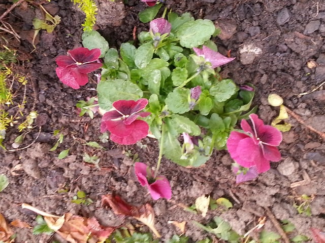 Und noch eine violette Blume.