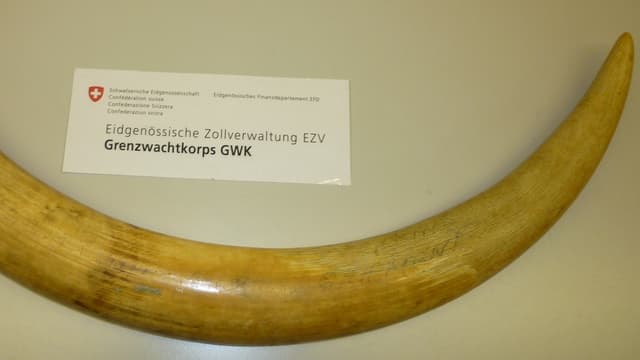 Elfenbein im Handgepäck: Ein Mann versuchte, den Stosszahn eines Elefanten in die Schweiz zu schmuggeln. Elfenbein im Handgepäck: Ein Mann versuchte, den Stosszahn eines Elefanten in die Schweiz zu schmuggeln.