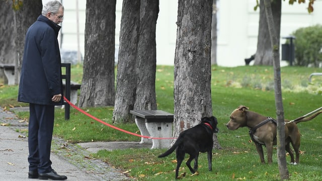 Ein Mann mit Hunden im Park (Leine orange) Ein Mann mit Hunden im Park (Leine orange)