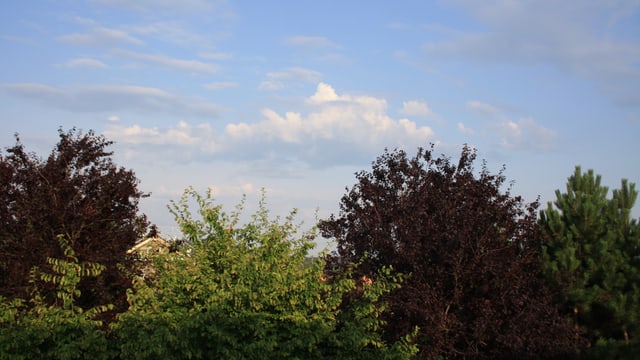 Altocumuls castellanus sind sichere Vorboten von Gewittern, so heute Morgen in Winterthur. Altocumuls castellanus sind sichere Vorboten von Gewittern, so heute Morgen in Winterthur.