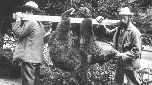 Ultim urs ch'è vegnì sajettà en Svizra en il territori dal Piz Pisoc dals chatschaders Sarott Bischoff e Padruot Fried. Ultim urs ch'è vegnì sajettà en Svizra en il territori dal Piz Pisoc dals chatschaders Sarott Bischoff e Padruot Fried.