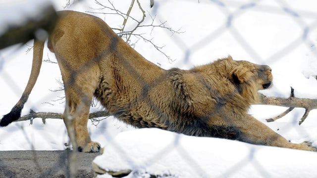 Ein Löwe im Zoo Zürich streckt sich im Schnee im Februar 2010. Ein Löwe im Zoo Zürich streckt sich im Schnee im Februar 2010.