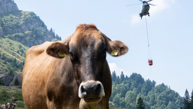 Kuh schaut in die Kamera. Dahinter nahender Helikopter. Kuh schaut in die Kamera. Dahinter nahender Helikopter.