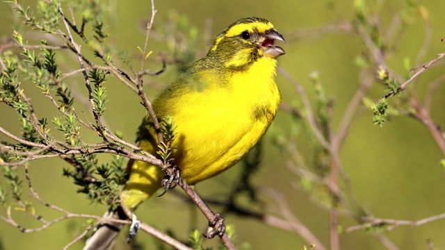 Ein Kanarienvogel sitzt auf einem kleinen Ast - er ist gelb mit schwarzen Flecken. Ein Kanarienvogel sitzt auf einem kleinen Ast - er ist gelb mit schwarzen Flecken.