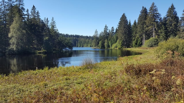 Blick durch den Jurawald auf den Etang de la Gruère. Blick durch den Jurawald auf den Etang de la Gruère.