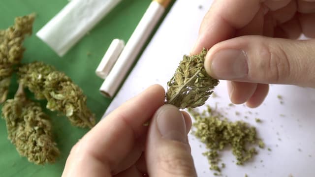 Cannabis Cannabis