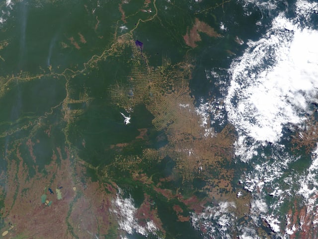 Satellitenbild des brasilianischen Bundestaats Rondonia aus dem Jahr 2000.