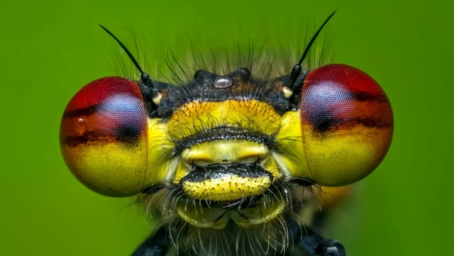 Nahaufnahme von einer Libelle mit rot-gelben Augen und einem gelb-schwarzen Körper. Nahaufnahme von einer Libelle mit rot-gelben Augen und einem gelb-schwarzen Körper.