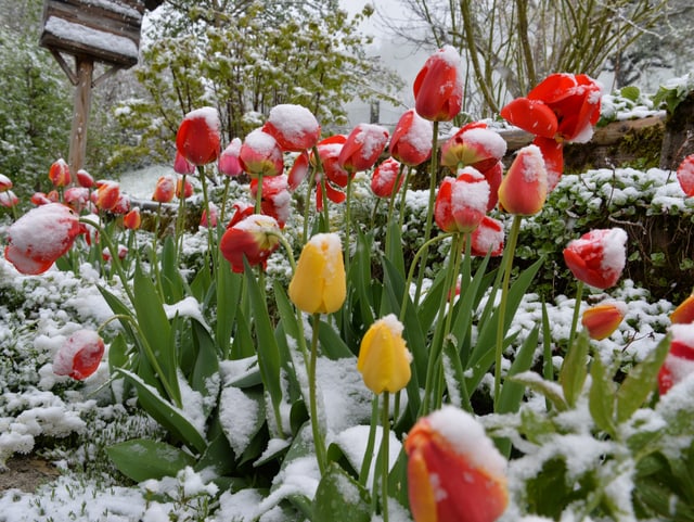 Verschneite Tulpen