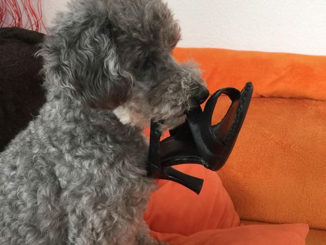 Pudel mit Schuh in der Schnauze.