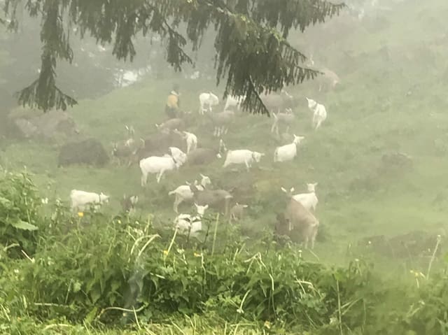 Ziegen auf einer Wiese bei Nebel.