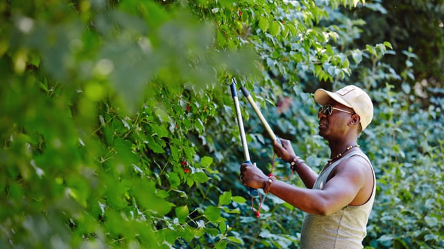 Ein schwarzer Mann schneidet die Hecke. Ein schwarzer Mann schneidet die Hecke.