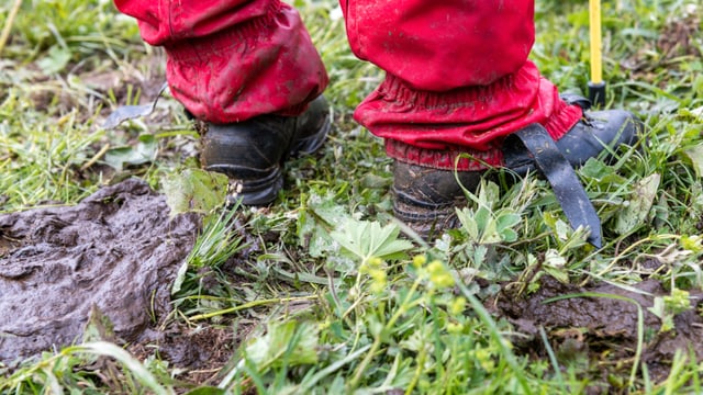 Kuhfladen, daneben zwei rote Hosenbeine. Kuhfladen, daneben zwei rote Hosenbeine.